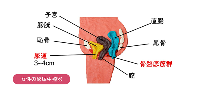 女性の泌尿生殖器